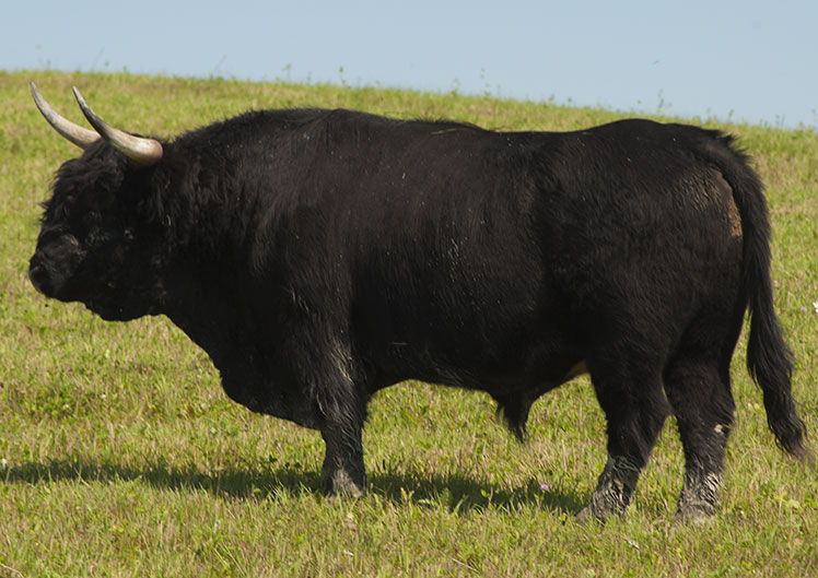 Vente de boeuf Highland Lac-St-Jean
